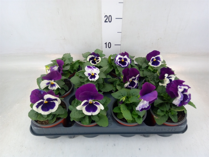 <h4>Viola wr. 'Alpha Purple White'</h4>