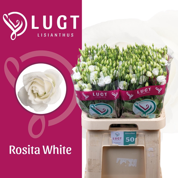 <h4>EUS G ROSI  WHITE</h4>