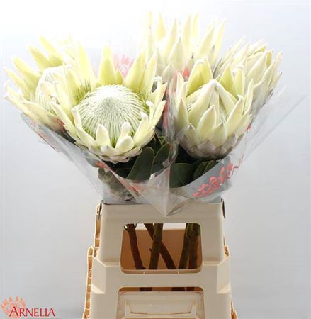 <h4>Protea Cynaroides White</h4>