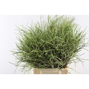 Vaccinium Huckleb Bs