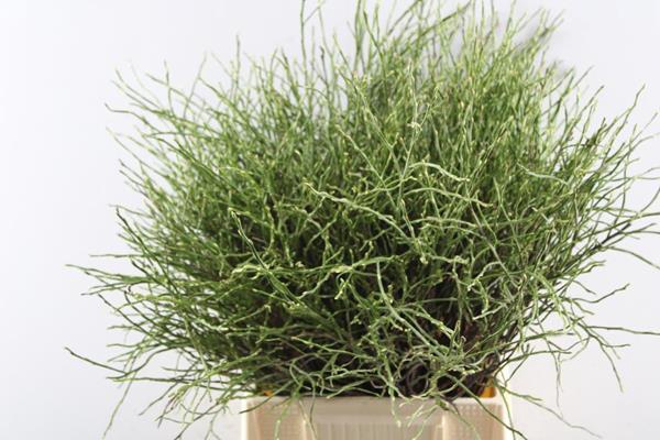 <h4>Vaccinium Huckleb Bs</h4>