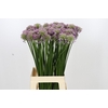 Allium Senescens