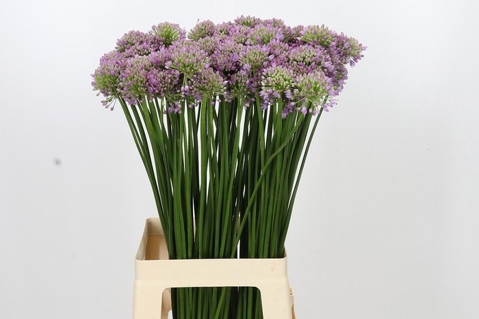 <h4>Allium Senescens</h4>