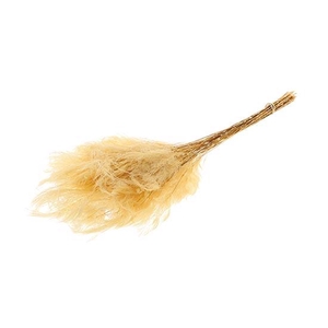 Bunch Fern Preserved L65