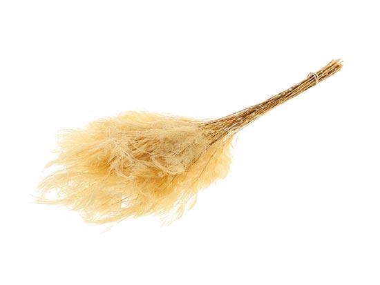 Bunch Fern Preserved L65