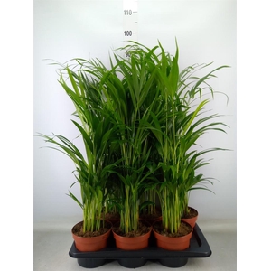 Dypsis lutescens   ...Chrysalidoca