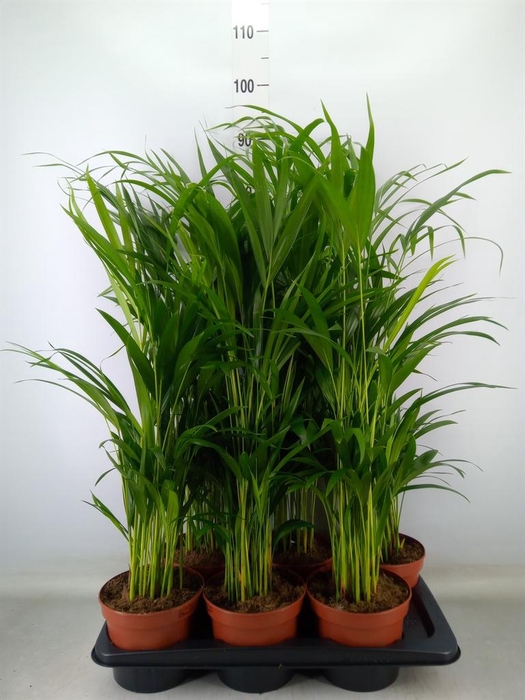 <h4>Dypsis lutescens ...Chrysalidoca</h4>