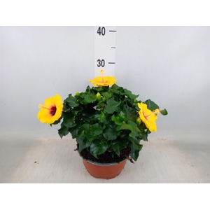 Hibiscus rosa-sin.   ...