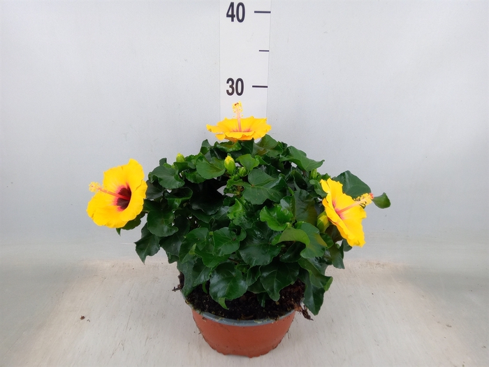 <h4>Hibiscus rosa-sin.   ...</h4>