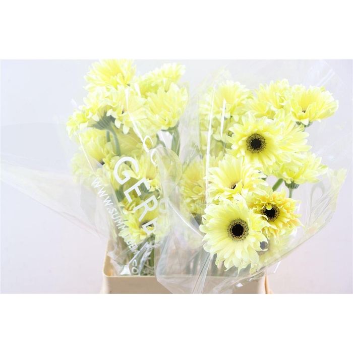 <h4>Ge Kv Pastini Spritz</h4>