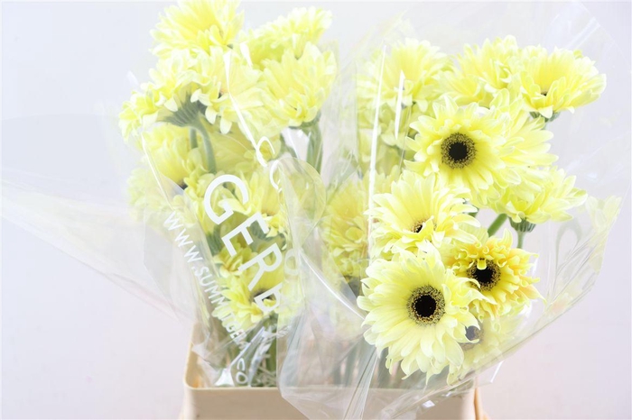 <h4>Ge Kv Pastini Spritz</h4>