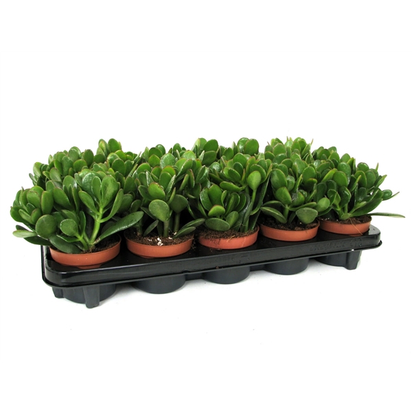 <h4>Crassula ovata 10,5 cm</h4>