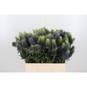 Eryngium Centauri