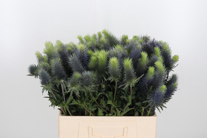 <h4>Eryngium Centauri</h4>