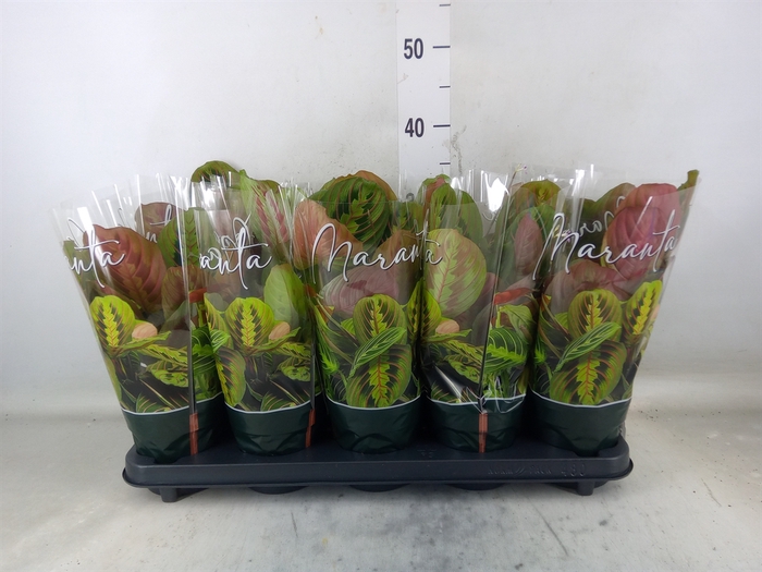 <h4>Maranta leuc. 'Fascinator'</h4>