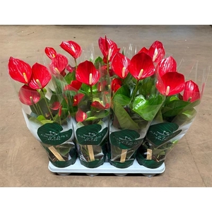 Anthurium Andr. Melodia