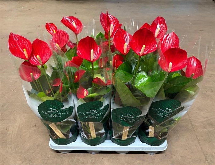 <h4>Anthurium Andr. Melodia</h4>