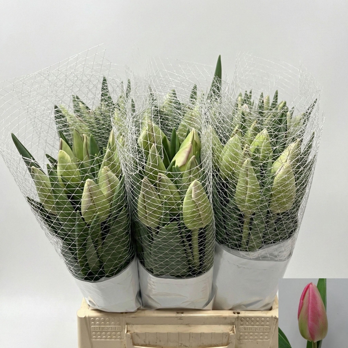 <h4>TU EN PINK PRIDE</h4>