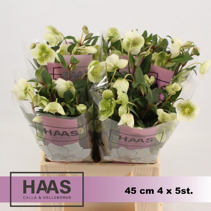 <h4>HELLEB MAGNIF BELLS 4 x 5st.</h4>