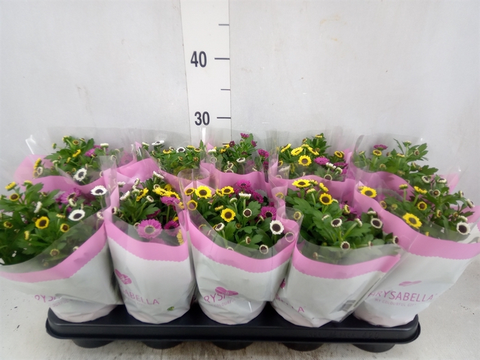 <h4>Chrysanthemum  'Yin Yang' ..mix pot</h4>