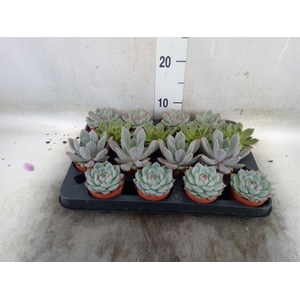 Echeveria   ...mix