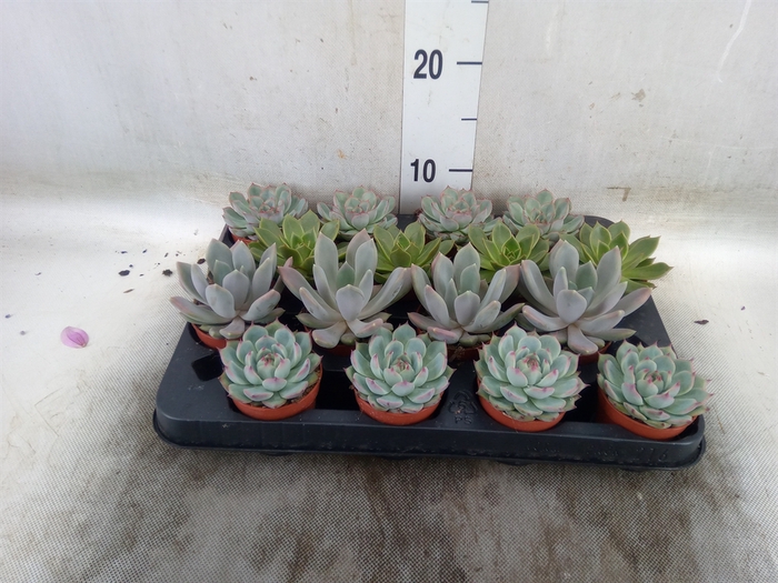 <h4>Echeveria   ...mix</h4>
