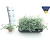Sedum Si Mediovarieg
