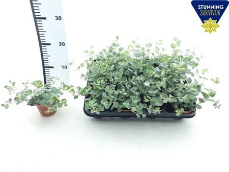 Sedum Si Mediovarieg