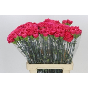 Dianthus St Lamoira
