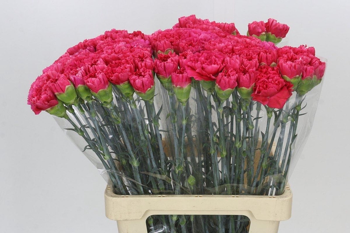 Dianthus St Lamoira