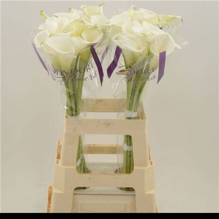 <h4>Zant White Art</h4>