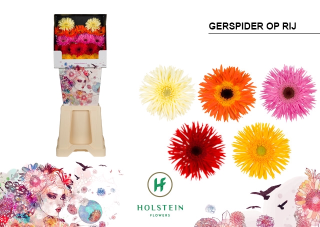 <h4>Germini Spider Mix Spider Diamond</h4>