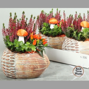 ARR TUINPLANTEN