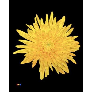 Chr G Topspin Yellow