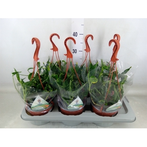 Epipremnum   ...