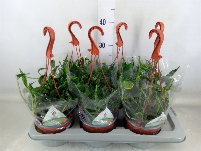 <h4>Epipremnum   ...</h4>