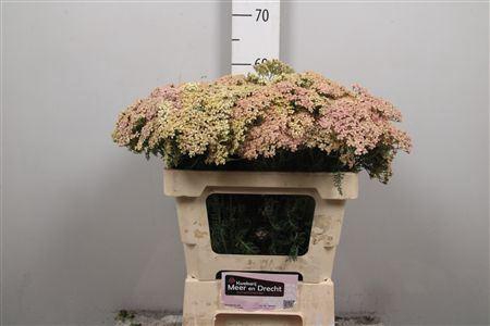 <h4>Achillea millef. 'Lachsschonheit'</h4>