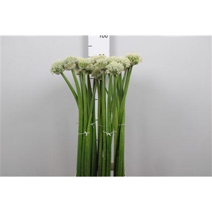 Allium White Giant