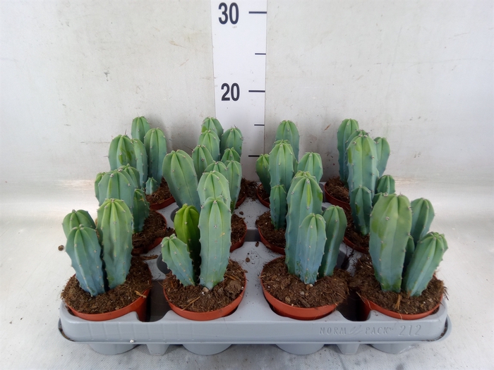 <h4>Cereus   ...</h4>