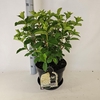 Hydrangea paniculata