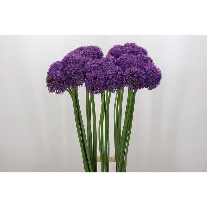 <h4>Allium Grootbloemig</h4>