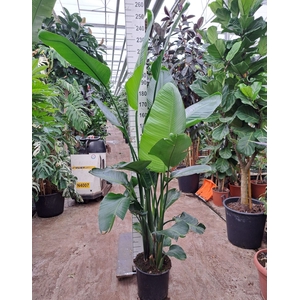 Strelitzia nicolai