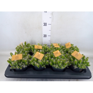 Hylocereus undatus