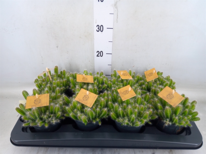 <h4>Hylocereus undatus</h4>
