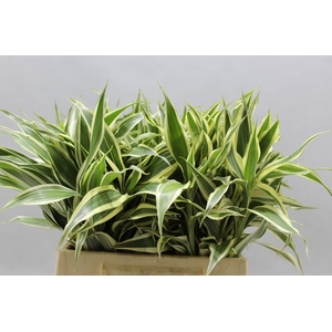 Sanderiana Variegata