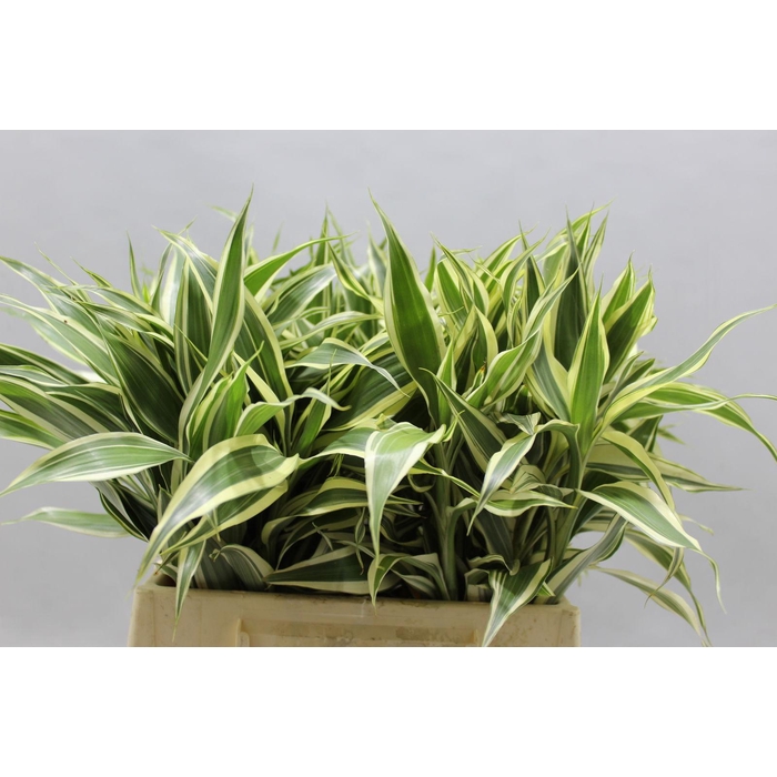 <h4>Sanderiana Variegata</h4>