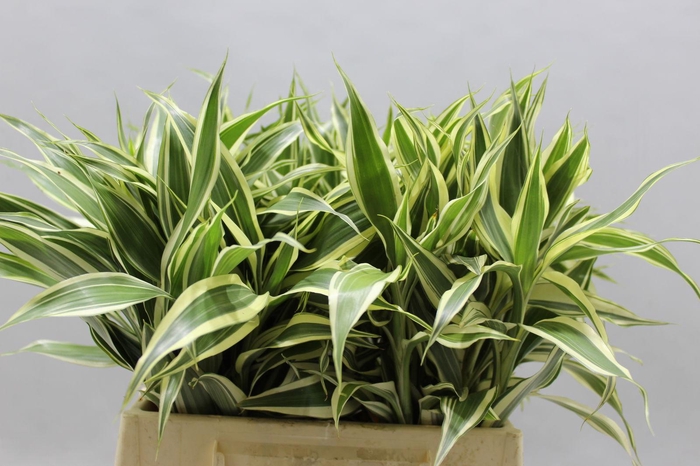 Sanderiana Variegata