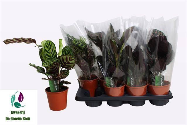 <h4>CALAT GEM 3 SRT</h4>