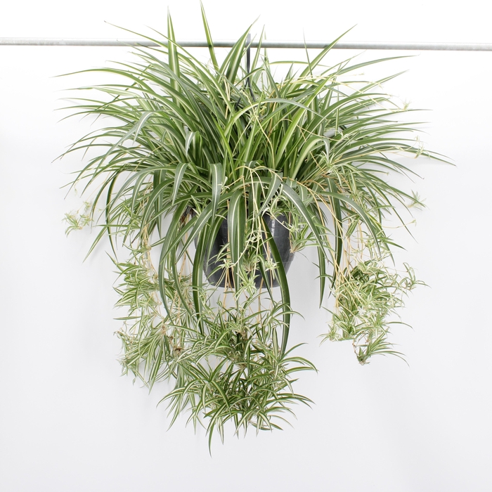 <h4>Chlorophytum comosum 'Variegatum'</h4>