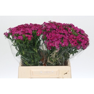 Dianthus Br Amazon Neon Cherry